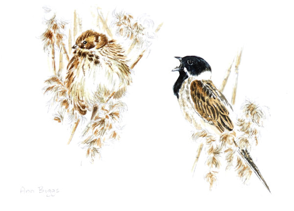 Reed bunting pair